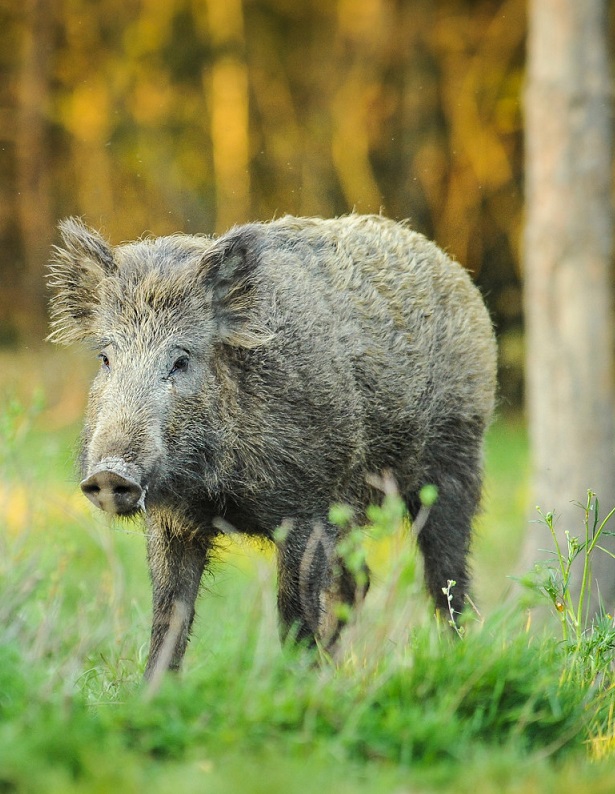 cinghiale fauna